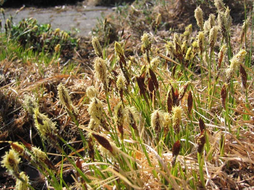 Carex montana (Berg-Segge)